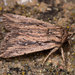 Devonshire Wainscot - Photo (c) Paolo Mazzei, some rights reserved (CC BY-NC), uploaded by Paolo Mazzei