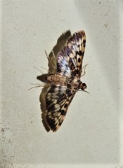 Rhimphalea sceletalis