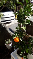 Citrus