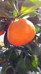 Citrus