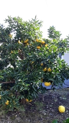 Citrus
