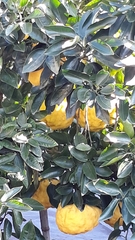 Citrus