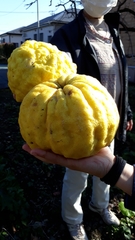 Citrus