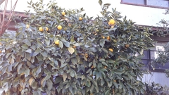Citrus