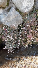 Persicaria capitata