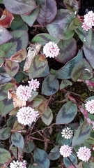 Persicaria capitata