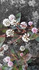 Persicaria capitata