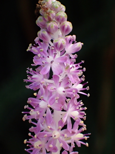 Barnardia japonica (Thunb.) Schult. & Schult.f.