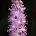 Barnardia japonica - Photo no hay derechos reservados, subido por 葉子