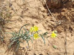 Crassothonna protecta