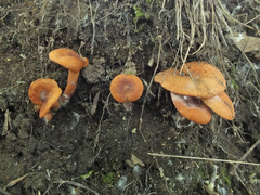 Lactarius tabidus