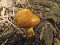 Pleuroflammula tuberculosa