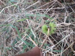 Automeris