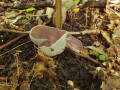 Malvipezia emileia