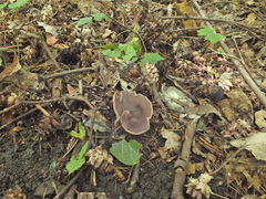 Malvipezia emileia