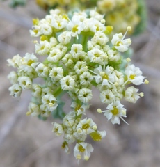 Dasispermum suffruticosum