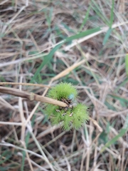 Automeris