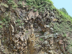 Crossostephium chinense