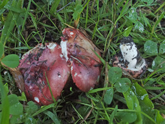 Russula exalbicans
