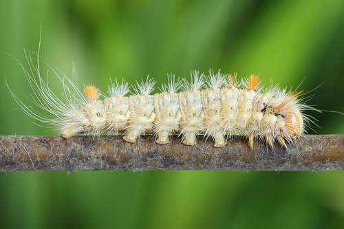 Nut-Tree Tussock