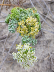 Dasispermum suffruticosum