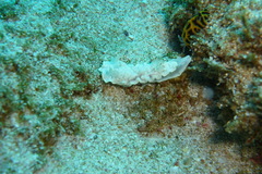 Ardeadoris undaurum
