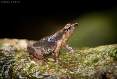 Beautiful Dancing Frog photo 2