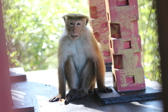 Macaca sinica