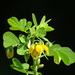 Sickle Senna - Photo no rights reserved, uploaded by 葉子