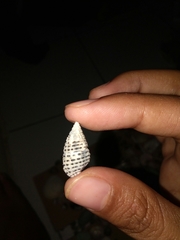 Acanthinucella punctulata