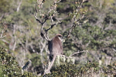 Semnopithecus vetulus