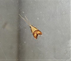 Crocanthes prasinopis