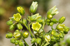 Emmenanthe penduliflora penduliflora