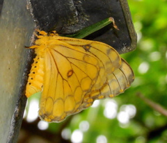 Pseudaphelia apollinaris