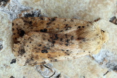 Conistra rubiginea
