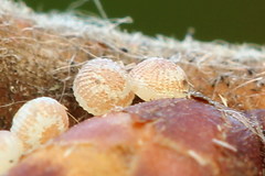 Conistra rubiginea