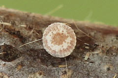 Conistra rubiginea