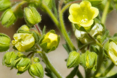 Emmenanthe penduliflora penduliflora