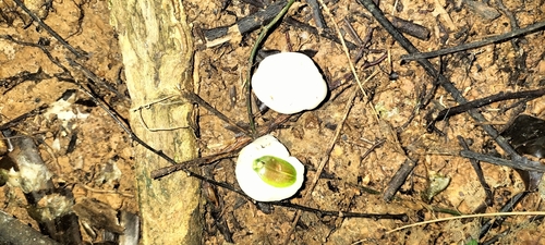 Buff beech (Irvingbaileya australis)