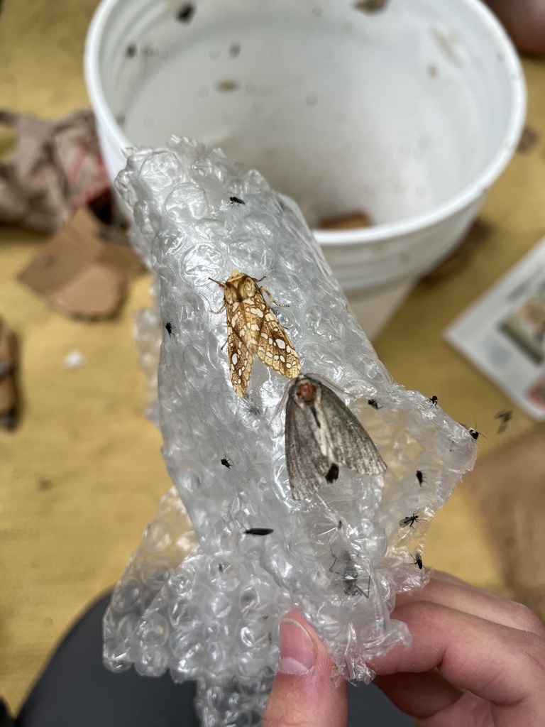 Hickory Tussock Moth from PA-381, Rector, PA, US on June 22, 2023 at 09 ...