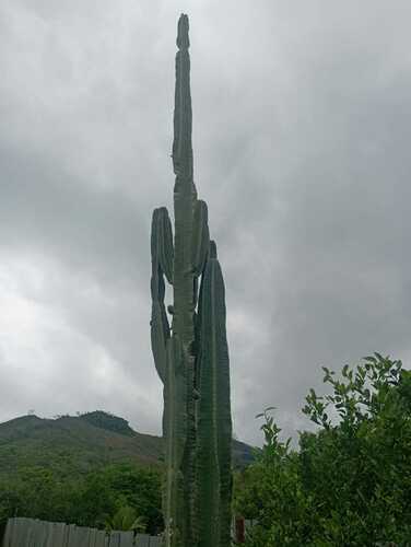 Cereus trigonodendron