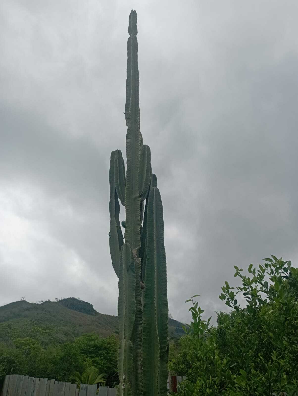 Cereus trigonodendron
