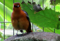 Cossypha natalensis natalensis