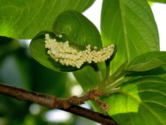 Pseudaphelia apollinaris
