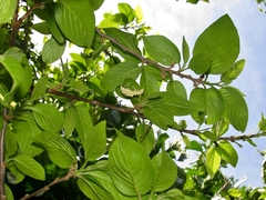 Pseudaphelia apollinaris