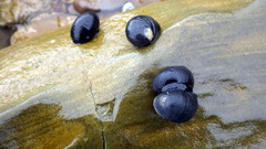 Nerita atramentosa