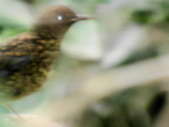 Cossypha natalensis natalensis