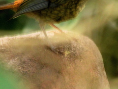 Cossypha natalensis natalensis