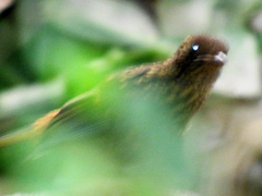 Cossypha natalensis natalensis