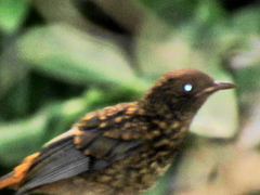 Cossypha natalensis natalensis